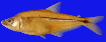 Media type: image; Ichthyology 51473